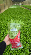 SEMENTES RÚCULA THUNDER 100G HORTICERES FLOATING HIDROPONIA