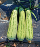 ABOBRINHA ITALIANA HIBRIDA AURORA HORTICERES 1000 SEMENTES