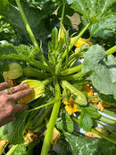 ABOBRINHA ITALIANA HIBRIDA AURORA HORTICERES 1000 SEMENTES