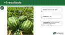 MELANCIA HIBRIDA VITTA HORTICERES 1000 SEMENTES