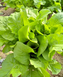 SEMENTES RÚCULA BS RU0081 BLUESEEDS 500G