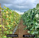 PEPINO CONSERVA HIBRIDO DIYEZ RIJK ZWAAN 1000 SEMENTES