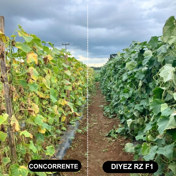 PEPINO CONSERVA HIBRIDO DIYEZ RIJK ZWAAN 1000 SEMENTES