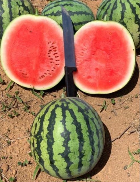 MELANCIA TIGRINHO 1F TIGER BABY RIJK ZWAAN 1000 SEMENTES