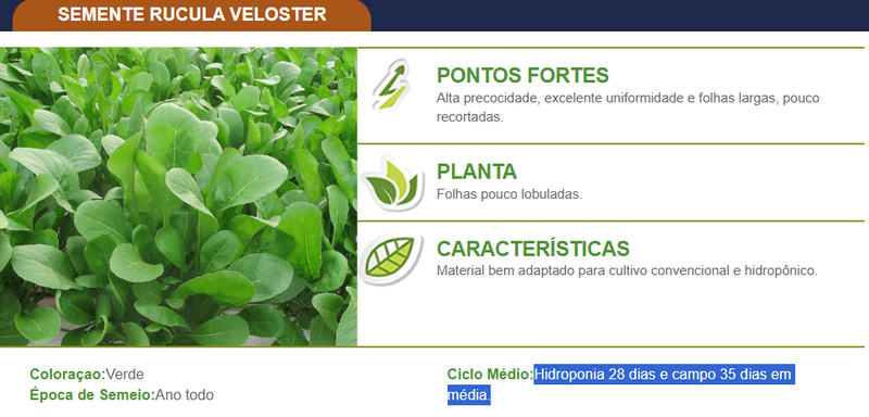 SEMENTES RUCULA VELOSTER TOPSEED PREMIUM 500G