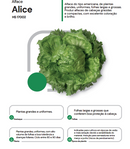 ALFACE AMERICANA ALICE HORTICERES 5000 SEMENTES