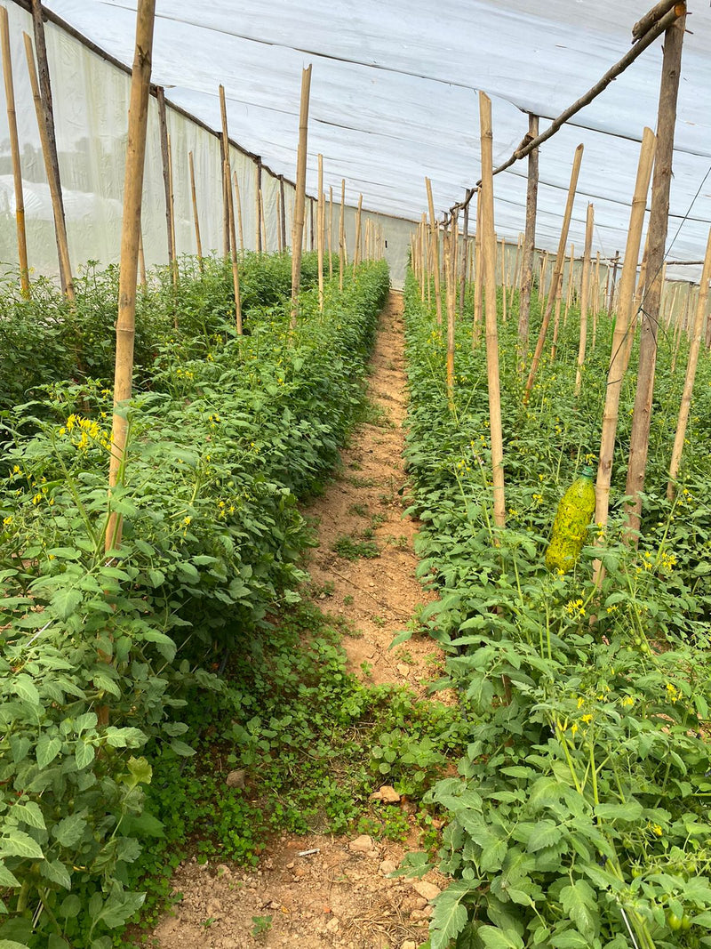 SEM TOMATE GRAPE HIB RED SUGAR  0.5MX - HORTICERES