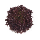 ALFACE CRISPY FRISEE ROXA SALANOVA TRIPLEX RIJK ZWAAN 1000 SEMENTES