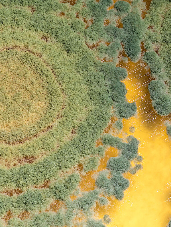 BIODEFENSIVO TRICHODERMA WG NUTRIPLANT 1KG