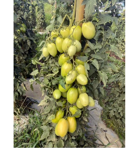 TOMATE SALADETE ITALIANO HIBRIDO GYOTTONE  EWS 1000 SEMENTES