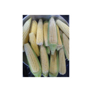 SEMENTES MILHO HIBRIDO BM904 BIOMATRIX 1KG