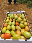 Tomate Hibrido Rasteiro Vitalino Horticeres 1000 Sementes