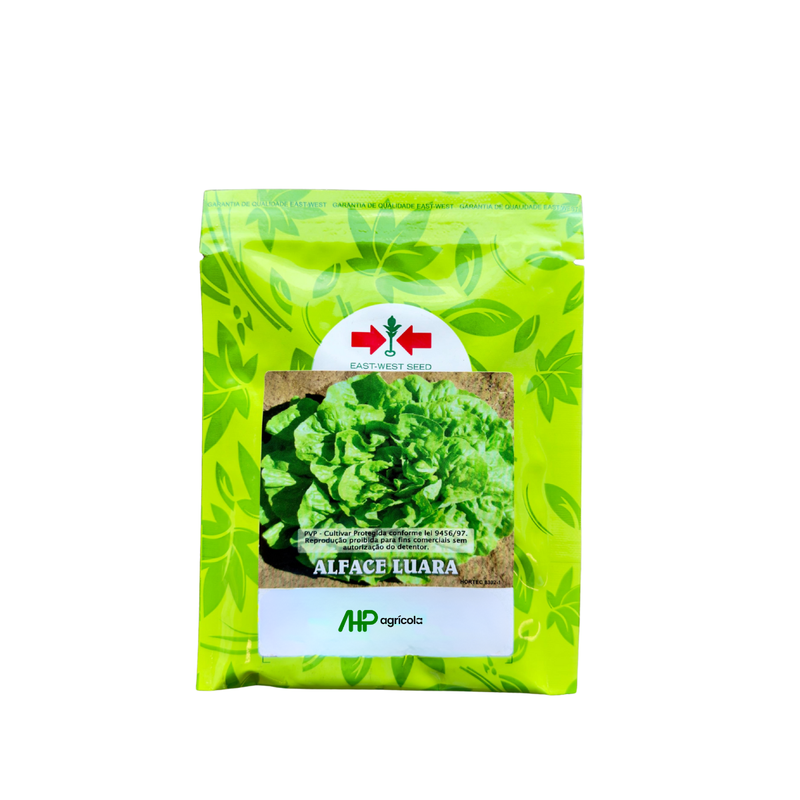 ALFACE LISA LUARA EWS 3000 SEMENTES