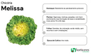 CHICORIA ESCAROLA LISA MELISSA HORTICERES 5000 SEMENTES