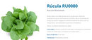 SEMENTES RÚCULA BS RU0080 HIDROPONIA BLUESEEDS 750G