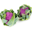 COUVE FLOR 26-972 RIJK ZWAAN 1000 SEMENTES