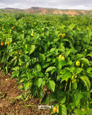 SEMENTES PIMENTA DE CHEIRO HORTIVALE 50G