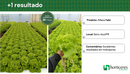 ALFACE CRESPA FABI HORTICERES 5000 SEMENTES