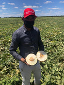 MELÃO HÍBRIDO BRS ANTON AGROCINCO EMBRAPA 1000 SEMENTES