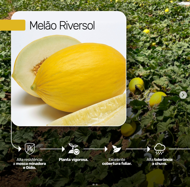MELAO HIBRIDO RIVERSOL TAKII SEED 1000 SEMENTES