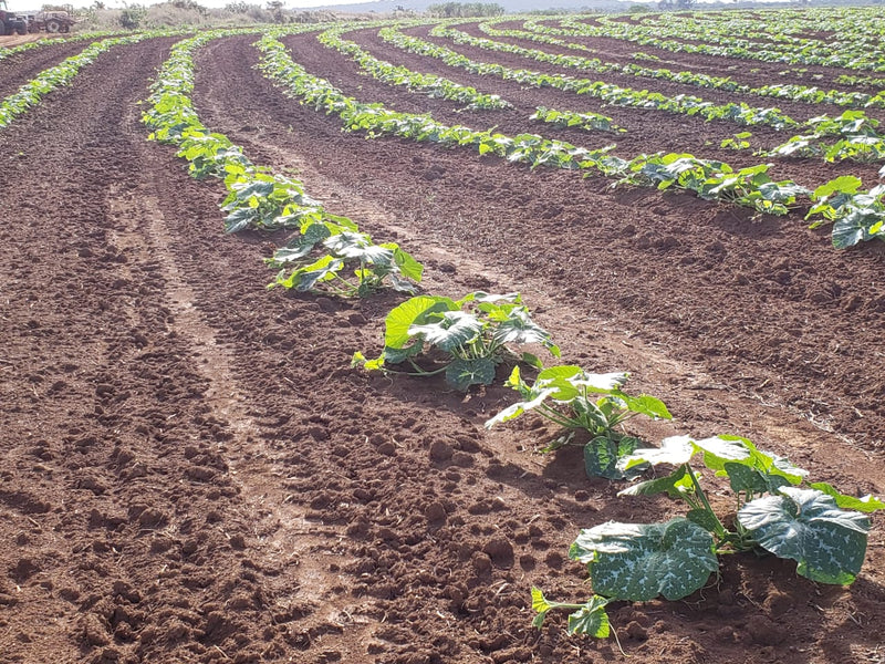 ABÓBORA HÍBRIDA CABOTIA TAKADA CERTA BLUESEEDS 2000 SEMENTES