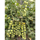 TOMATE GRAPE CEREJA HIBRIDO IBIZA EWS 500 SEMENTES