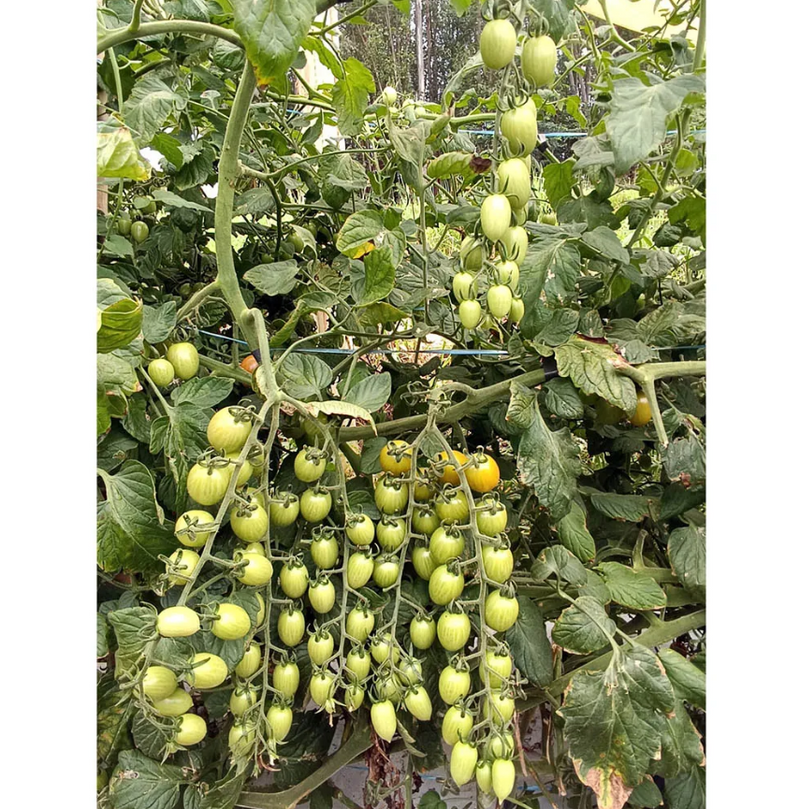 TOMATE GRAPE CEREJA HIBRIDO IBIZA EWS 500 SEMENTES