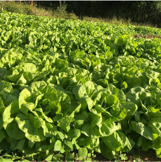 ALFACE LISA LUARA EWS 7500 SEMENTES