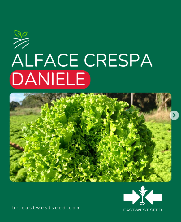 ALFACE CRESPA DANIELE EAST WEST SEED 3000 SEMENTES