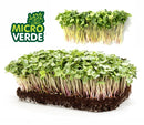 SEMENTES MICROVERDE RABANETE CRIMSON GIGANTE TOPSEED 500G