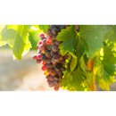 FERTILIZANTE CALBORON GREEN HAS 1KG