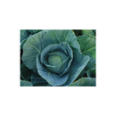 REPOLHO HIBRIDO ASTRUS PLUS SEMINIS 5000 SEMENTES