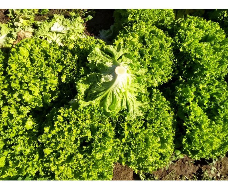 ALFACE CRESPA BS AC0055 BLUESEEDS 7500 SEMENTES