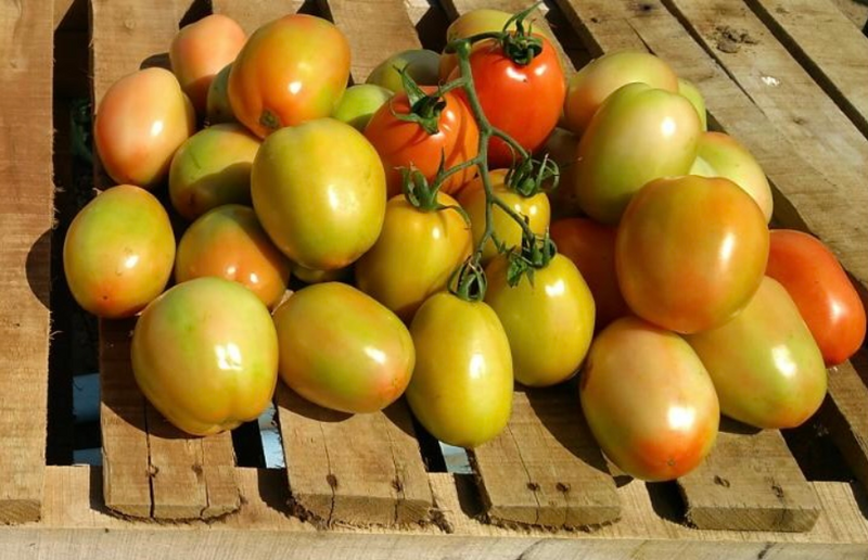 TOMATE HÍBRIDO BS DI0083 BLUESEEDS 1000 SEMENTES