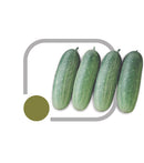 SEMENTES PEPINO CAIPIRA HÍBRIDO GUARANI HORTICERES 100G