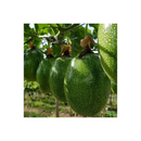 MARACUJA HIBRIDO BRS SOL DO CERRADO AGROCINCO 100 SEMENTES