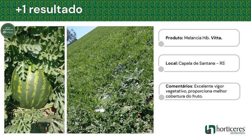 MELANCIA HIBRIDA VITTA HORTICERES 1000 SEMENTES