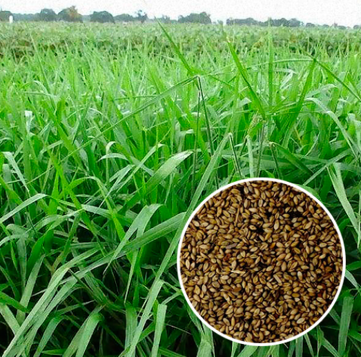 SEMENTES PASTAGEM BRACHIARA BRIZANTHA MARANDU GERMINE 20KG