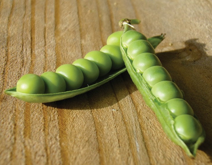 SEMENTES ERVILHA ELOA FELTRIN 100G