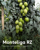 TOMATE SALADETE HIBRIDO MONTELIGA RIJK ZWAAN 1000 SEMENTES