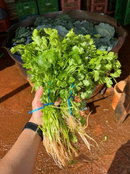 SEMENTES COENTRO FREVO TOPSEED PREMIUM 1KG