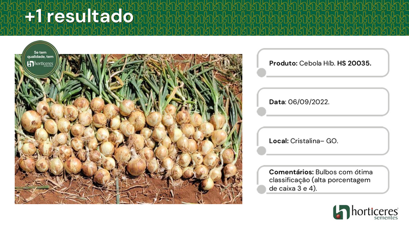 CEBOLA HÍBRIDA RAÍZA HORTICERES 100.000 SEMENTES