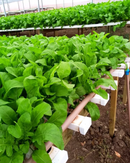 SEMENTES RÚCULA BS RU0080 BLUESEEDS 500G