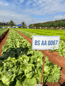 ALFACE AMERICANA BS AA0067 BLUESEEDS 25000 SEMENTES