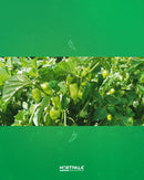 SEMENTES PIMENTA DE CHEIRO HORTIVALE 50G