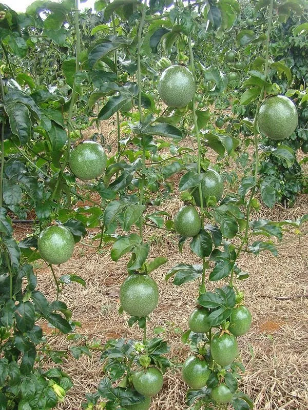 MARACUJA HIBRIDO SOL DO CERRADO AGROCINCO/EMBRAPA 1000 SEMENTES