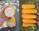 SEMENTES MILHO VERDE HÍBRIDO RESISTENTE GLIFOSATO LAS329 2KG