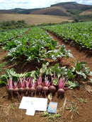 BETERRABA HÍBRIDA BS BET0128 BLUESEEDS 5000 SEMENTES