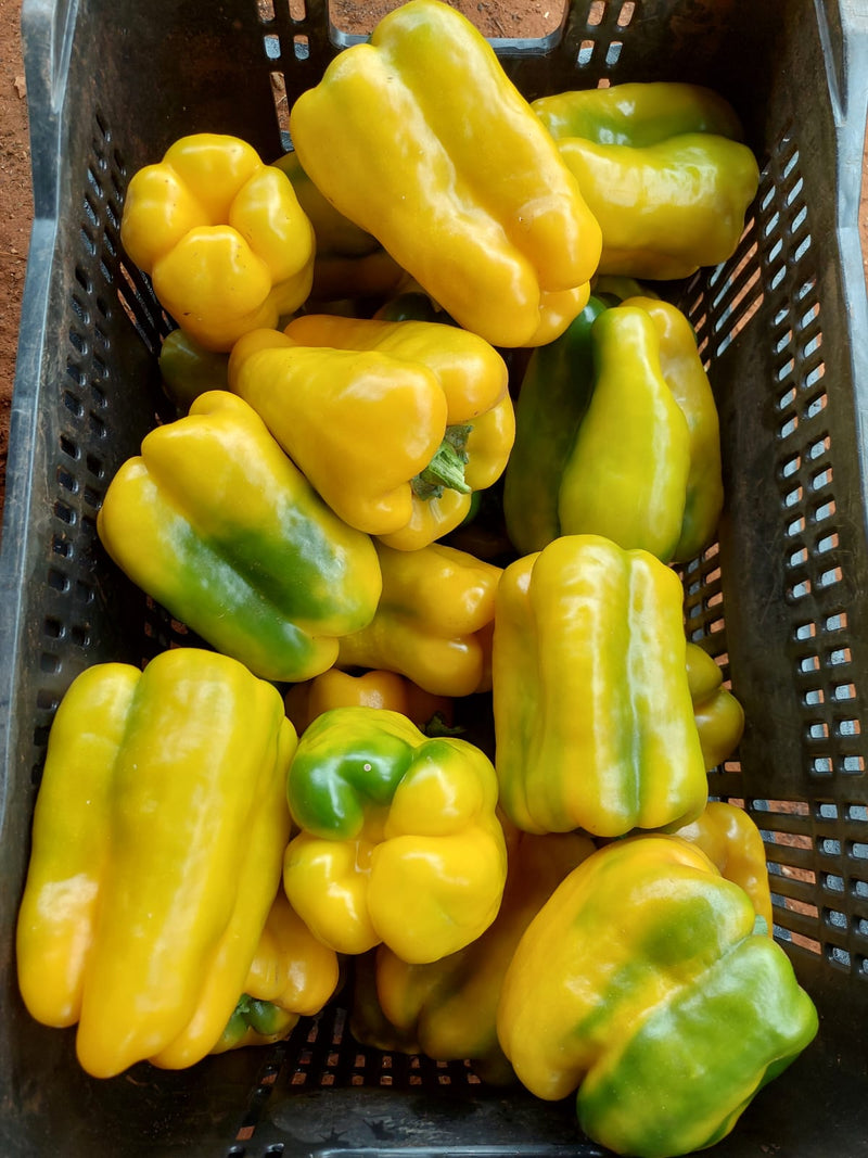 PIMENTÃO AMARELO HÍBRIDO CANÁRIO AGROCINCO EMBRAPA 1000 SEMENTES