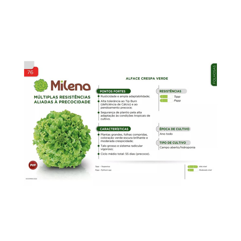 ALFACE CRESPA MILENA SAKATA 7500 SEMENTES